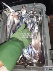 내만갈치)오늘도 손맛욱신~빛나요~손맛쫀쫀 예약중