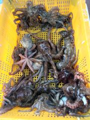 [사천] 삼천포 물새호 문어조황