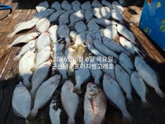 8/6, 쏟아지는 대광어~어제 조기철수 이어 오늘도 대박~ "생미끼, 민어,농어,광어 8월 평일, 선비 빅 이벤트(선비8만)"~내일도 갑니다~~ 군산 범고래호