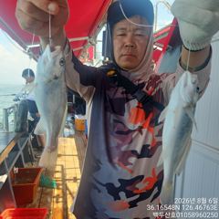 26년8월6일 홍원항 백두산호 백조기 조황입니다..