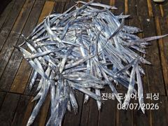 7일새벽 내만갈치 물반.갈치반 바글바글~!! 오늘 예약가능