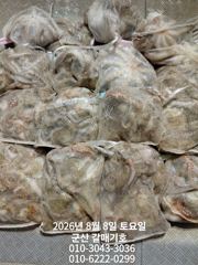 8월7일 금요일 갈매기호 야간 문어 조황