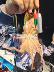 8/7일, 야간 군산문어~문어 본격시즌~~ "생미끼, 민어,농어,광어 8월 평일~선비 빅이벤트(선비8만)"~내일도 갑니다~~ 군산~군산 챔피언호