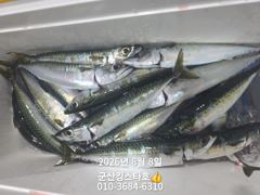 군산킹스타호(8/7)야간고등어 마무리