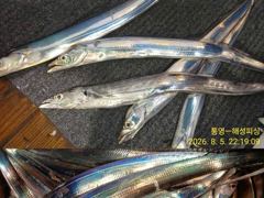 [통영] <<통영-해성피싱>> 8월6일 입항조황!! 전체 쿨러 빵빵~ 바…