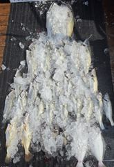 전체조황 - (10명출조) 8월6일 대농어 조황 (굿~!!) - 인천 연안부두 칸피싱, 루어, 침선, 생활낚시 전문