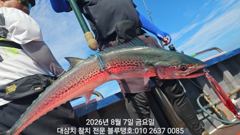 7/금/오후타임ㅡ대삼치들 실시간 상황ㅡ많은 마릿수 조과!