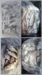 오늘의조황 - 6일 백조기 부세 조황입니다 - 마량포낚시,배낚시,선상낚시