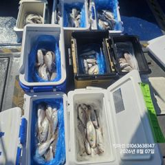 무창포 백조기 No.1 " 프로낚시 " 8. 7( 금 )<<<<< 빅 마 린 >>>>> 백조기 조황보고...