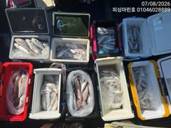 [백조기조황] 8/7 백조기 조황