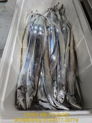 실시간 ㅡ내만칼치. 여기저기서 올라오네요 (토/일 ㅡ예약가능)