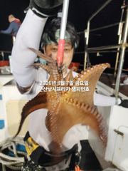 8월7일 야간문어 군산 챔피언호 실시간 조황