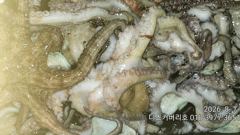 문어 야간 출조 조항이 살아나고 있습니다