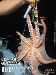 사량도 돌문어 야간낚시~덩치급 kkk