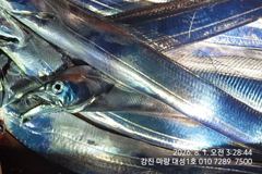 전국최초로 좌석지정예약시행!!!갈치선사중 최대규모 최대간격 강진마량대성1호로 오세요