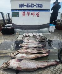 조황정보 - [격포 블루마린호] 8/8 외수질 조황 - 격포 와따피싱,배낚시,선상낚시