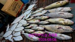 오늘의 조황 - 8월8일! 12분조사님들! 최종조황! - 군산 탑피싱,배낚시,바다낚시