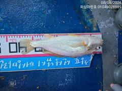 8/8 백조기 35cm