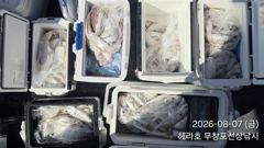[백조기조황] 8/7 백조기 조황