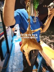 8/8일, 야간에 낚이는 군산문어~문어 본격시즌~실시간~ "생미끼, 민어,농어,광어 8월 평일~선비 빅이벤트(선비8만)"~~군산 챔피언호