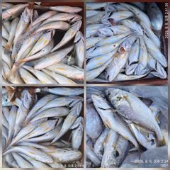 조황정보 - 마검포 뉴정원호 8/8 왕백조기 조황 입니다, - 마검포 뉴정원호,정원호,정원낚시,선상낚시,배낚시