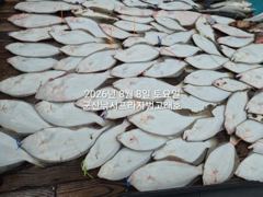 8/8, 쏟아지는 대광어~~연일 초대박~농어,얼음돔,개우럭등도 굿굿~ "생미끼, 민어,농어,광어~8월 평일, 선비 빅이벤트(선비8만)"~~ 군산 범고래호