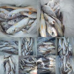 8/8, 군산 백조기 대박조황~~ "민어,농어,광어~8월 평일, 선비 빅이벤트(선비8만)"~내일도 갑니다~~ 군산 그랜드호