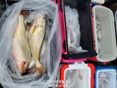 백조기조황 - 8/8 백조기조황 - 무창포 수지호 수지배낚시