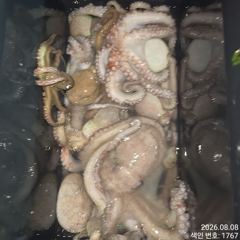 8일.터질듯 올라와 마리수 잡고온 Kg급 야간~돌문어 마리수 잡으러 출조 갑니다@ 오늘~예약가능