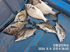 [마산] 진동 강인피싱 오늘 감성돔 선장짬낚시