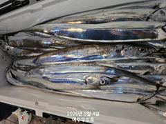 8월12일부터 먼바다대갈치 잡으러 출조합니다