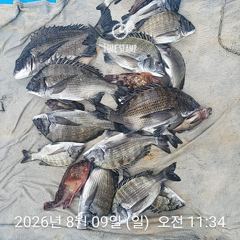 [사천] 삼천포 내만권 감성돔
