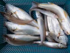 오늘의조황 - 8/9 다잡아(일곱분) 조황 - 오이도 전투호(구 재벌호) 선상 루어 낚시 전문