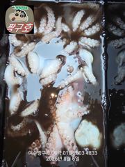 여수 짱구호  8월6일(목) 총156수(장원21수) 문어 조황