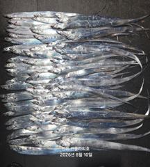 10일,입항<내만갈치>1타1피 재밌게 잡고!오늘 월,화,수~예약중