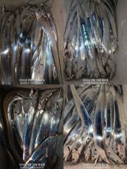 마산 내만갈치 은빛 물결에 손맛보고 입맛보고 오늘예약가능 정상 출항
