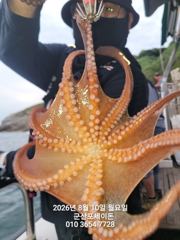 8월10일-실시간 야간 문어 조황