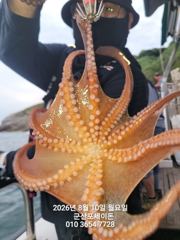8/10일, 밤에 낚이는 군산문어~문어 본격시즌~굿굿~ "생미끼, 민어,농어,광어 8월 평일~선비 빅이벤트(선비8만)"~~군산 포세이돈호