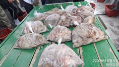 [사천] 야간돌문어 다녀왔읍니다