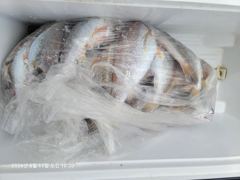 백조기조황 - 8/11 10시 실시간조황 - 무창포 수지호 수지배낚시