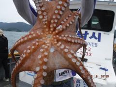 야간+오전 대왕돌문어1.4K..밤12시출발,낮12시입항..13일(목)부터 계속출발합니다.