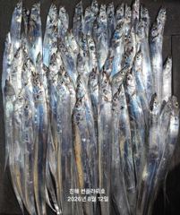 [진해] 12일,입항<내만 갈치>갈치사냥gogo~오늘 수,목,금~예약중