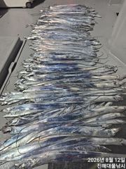 우와~12일새벽~내만칼치 마릿수 대폭팔~엄청나게 퍼담아~오늘예약가능~