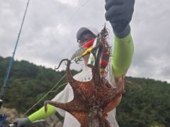 오늘 쫘~쫙악 달라붙어 올라오는 굵고 묵직한 야간~돌문어 잡으러 출조 갑니다@ 오늘~예약가능