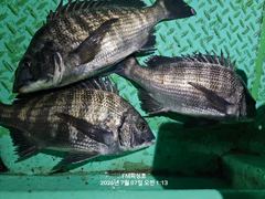 (거제 감성돔흘림 ㅡFM 피싱호)~낼(목요일)정상출조합니다