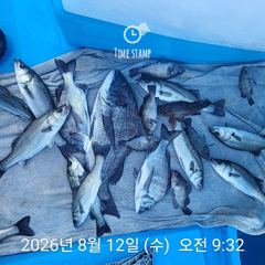 [사천] 삼천포 내만권 감성돔