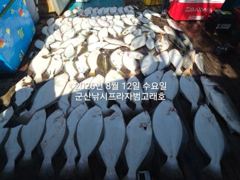 8월12일 군산 범고래호 생미끼 다잡아 광어,우럭,농어 등 대박 조황