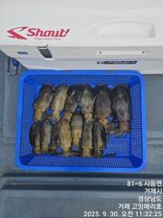 (문어)13일 사량도권 어장치기 출항 확정 고잉메리호 출동~(13일 예약)