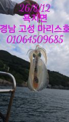 [고성] 수요일 무늬오징어 실시간조황