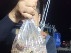 [사천] 돌문어 오후 조황입니다.내일도 갑니다.